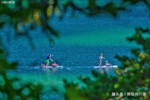 黑颈鹤在阳光下觅食神态悠闲惹人关注